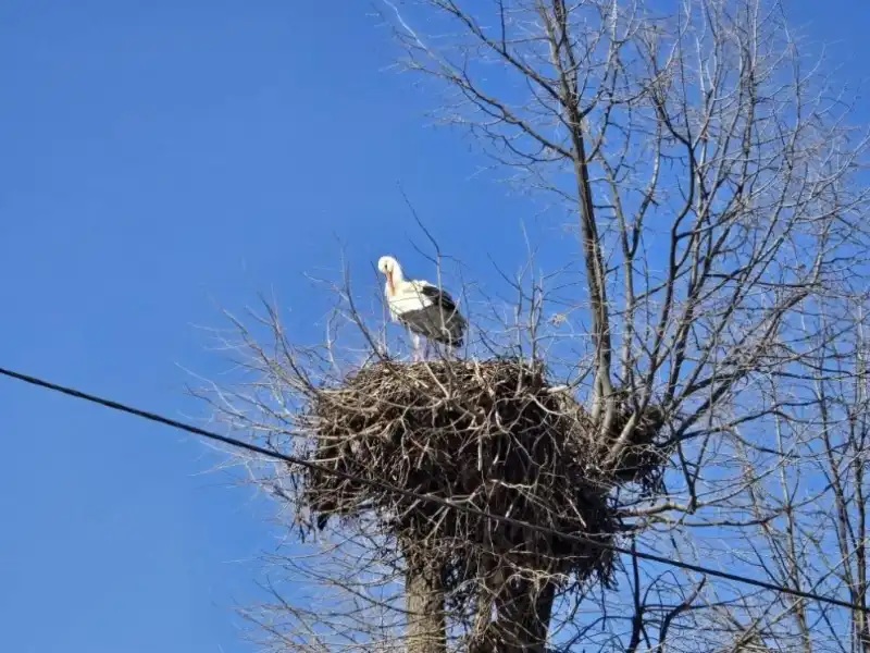 щъркелово гнездо