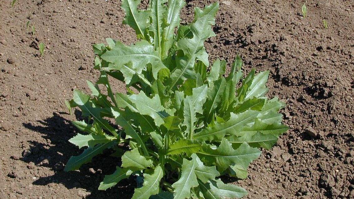 дива маруля