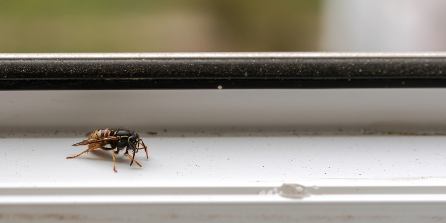пчела на прозореца