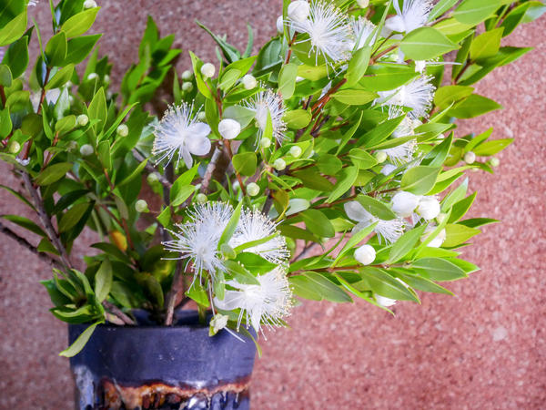  разцъфтял жасмин 