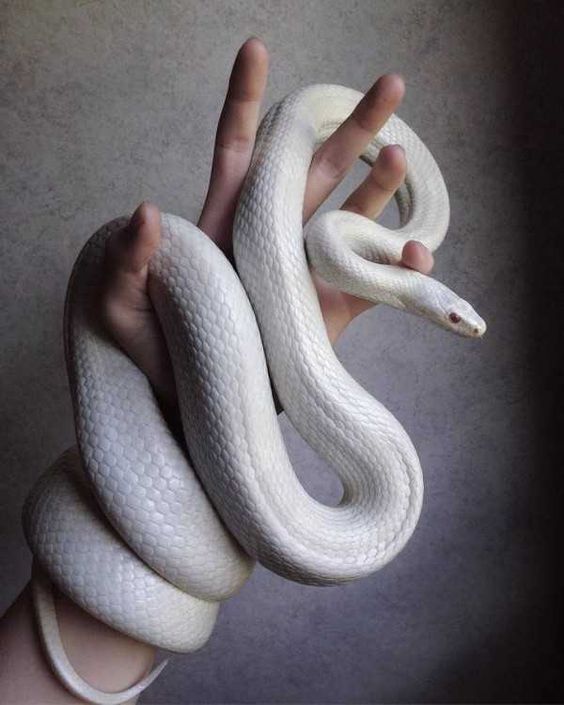 змия албинос