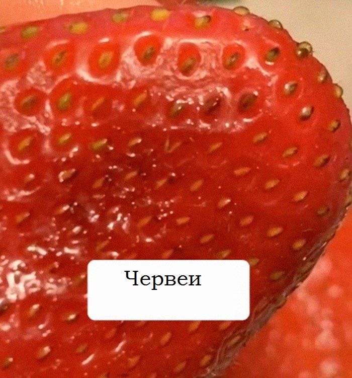 ларви в ягодите