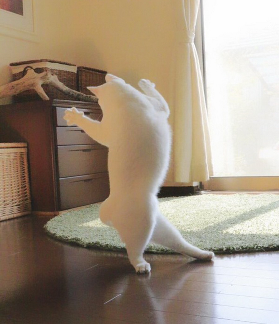котка играе балет
