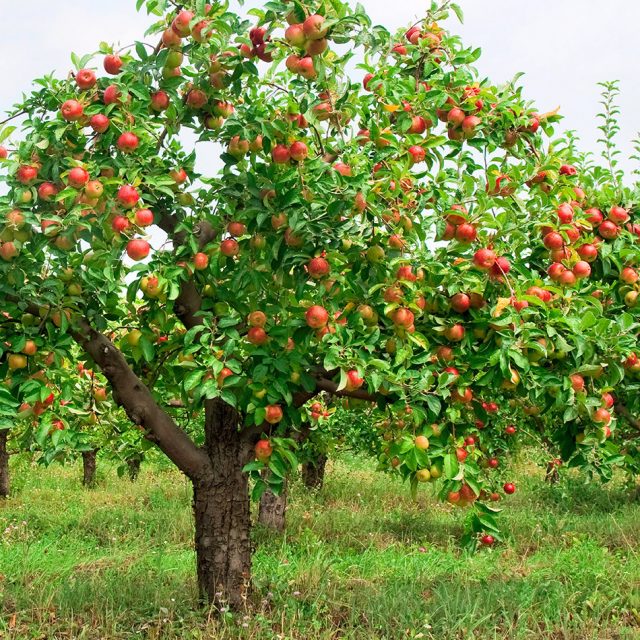 дърво ябълка