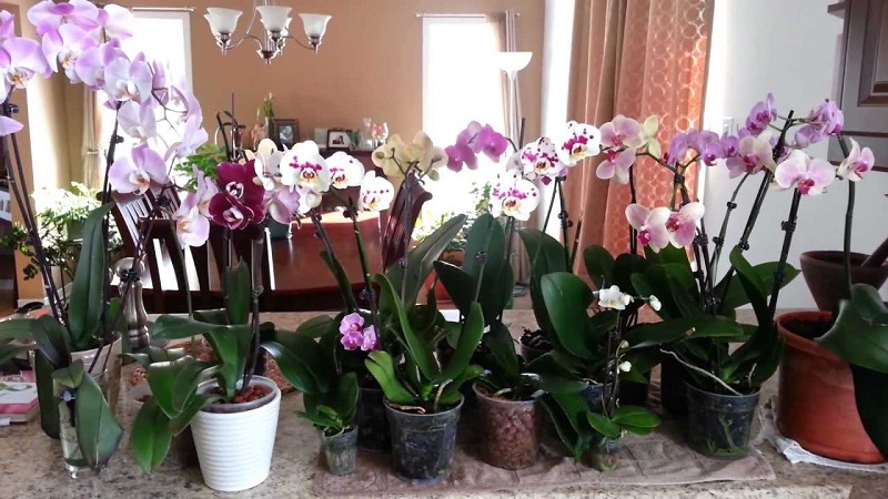 как правилно да храним орхидеите