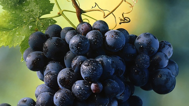 Как да отглеждате грозде в саксия: подготовка
