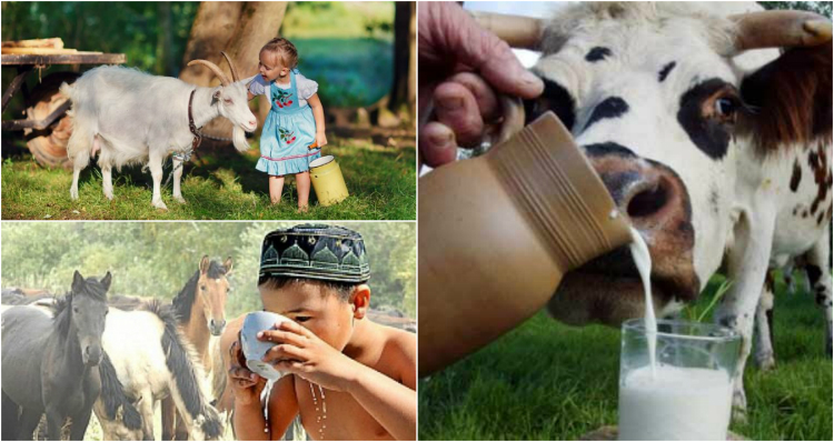 полезните свойства на млякото
