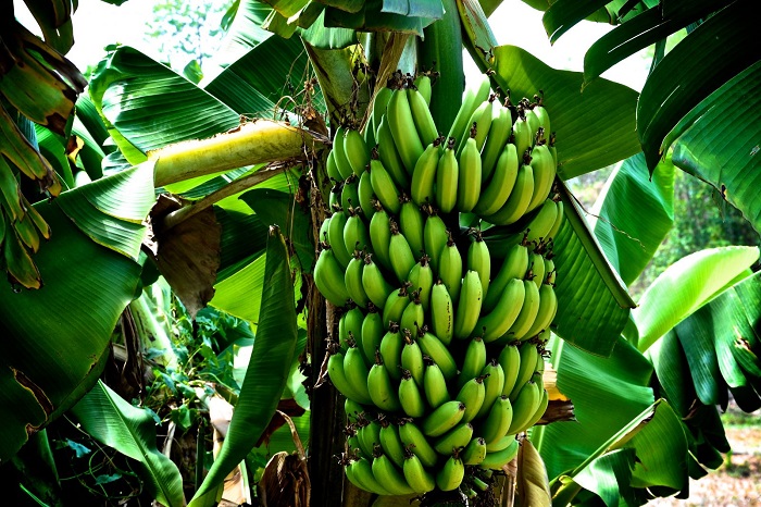 банани полза