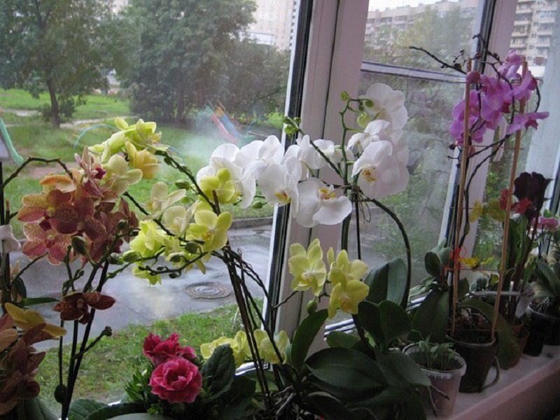 грижи за орхидеята у дома