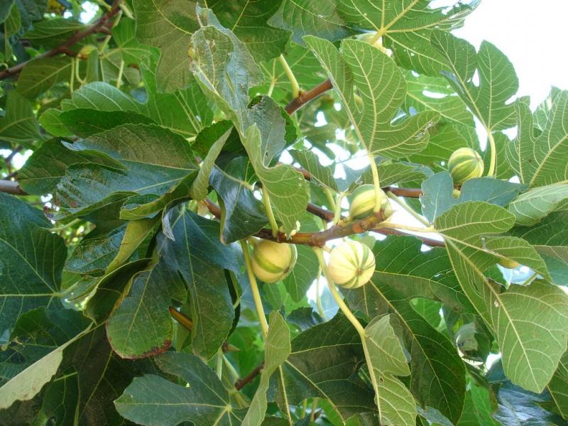 полезни свойства на смокините