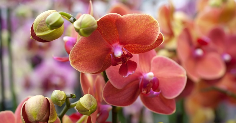 цвят орхидея