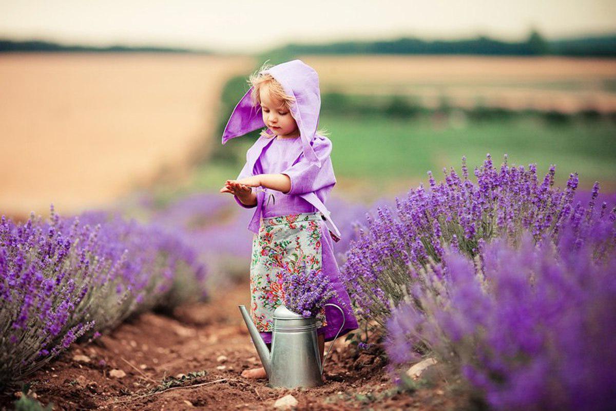  лавандула поле 