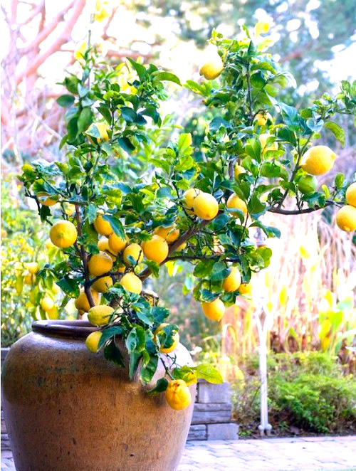 лимонено дръвче