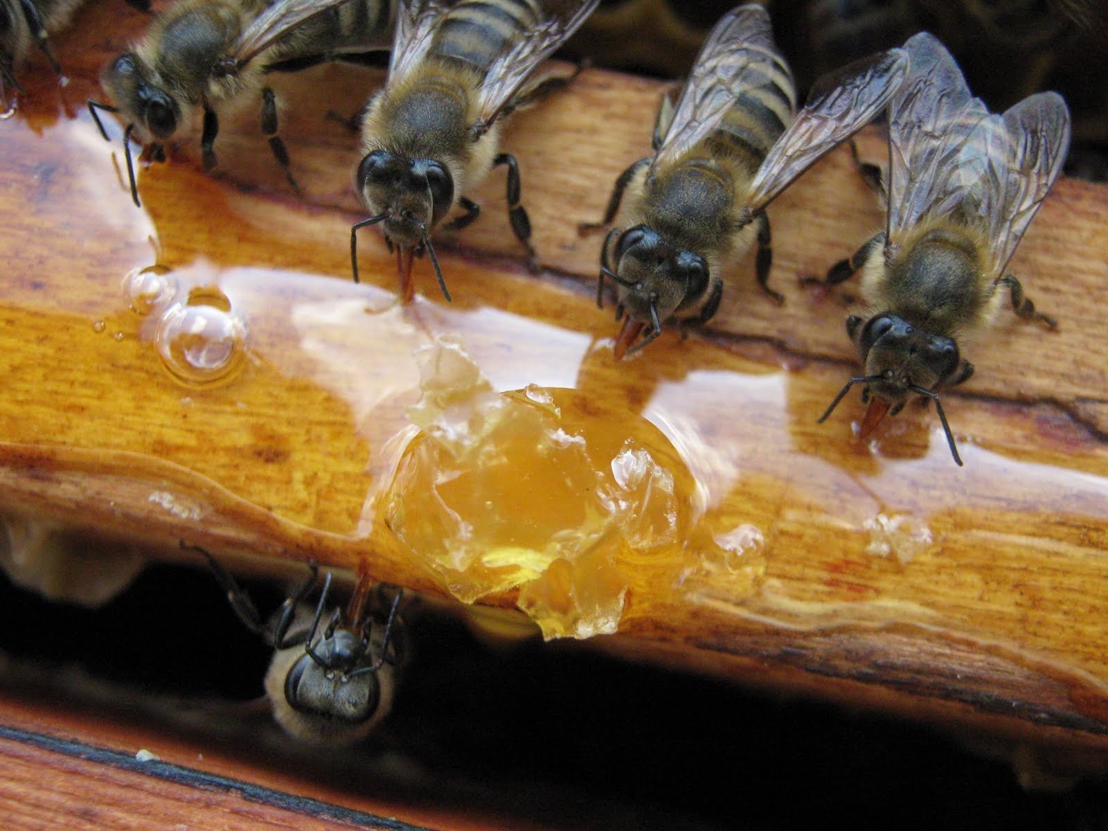 пчели хранене