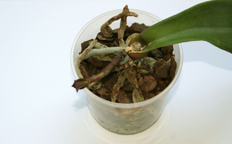 орхидея без точка на растеж