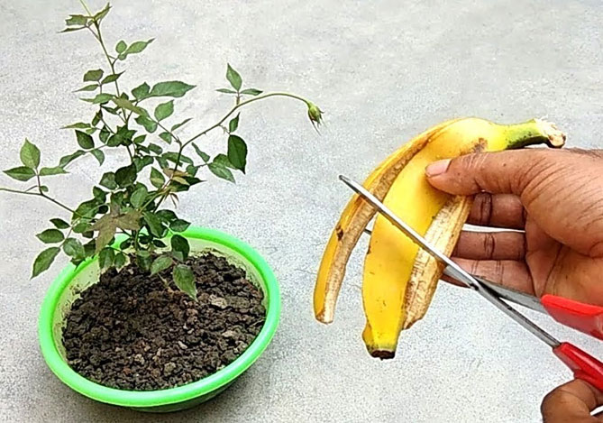 бананова кора за цветята