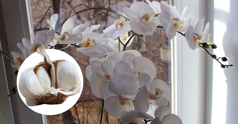 чесън за орхидеята