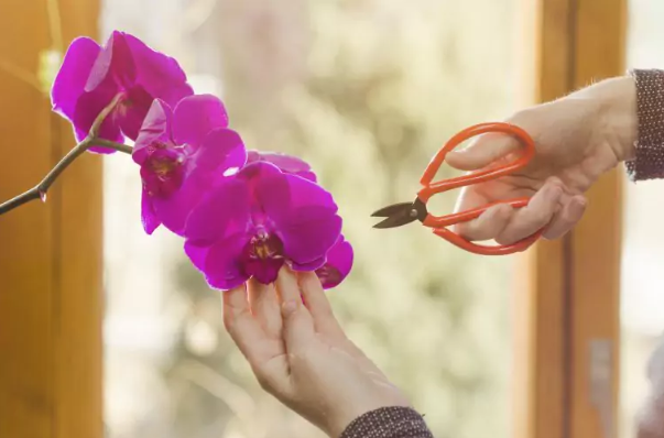рязане орхидея