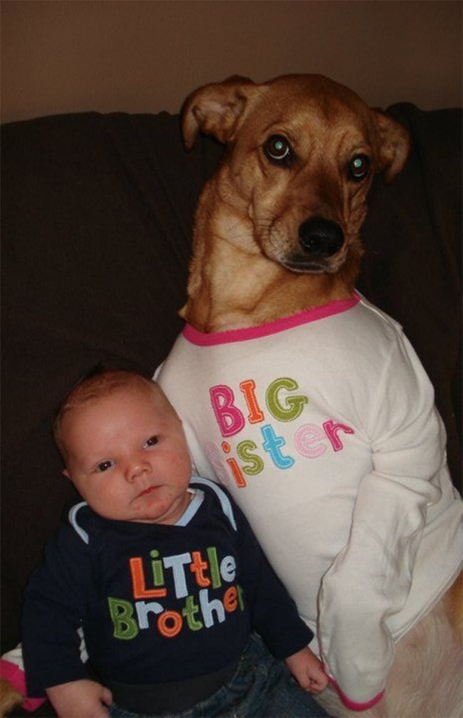  кучета, които са хора и бебета