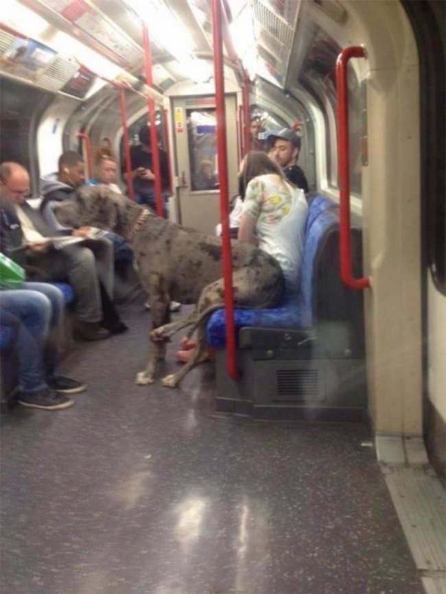  кучета, които са хора в метрото