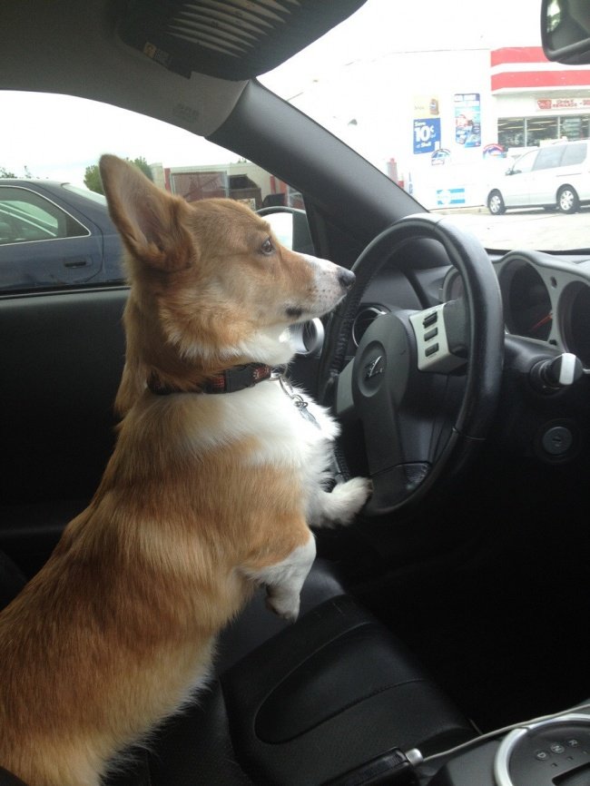  кучета кара кола