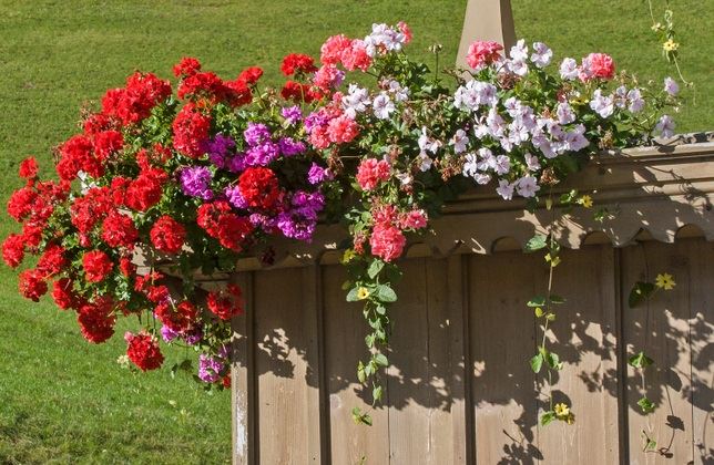 пищно мушкато