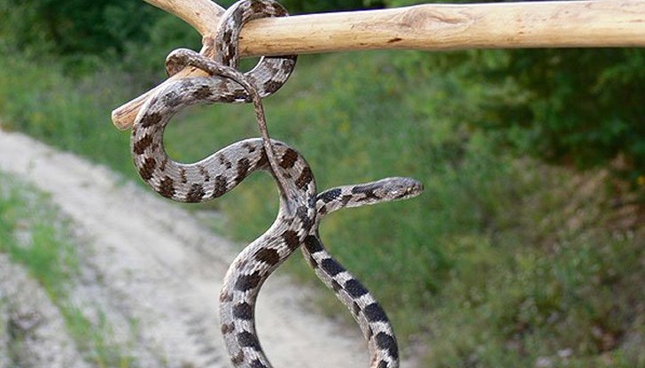 змия на пръчка