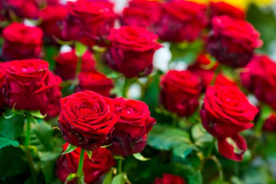 яркочервени рози