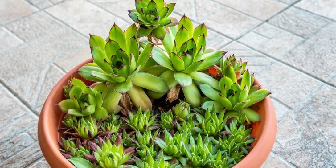 дебелец в саксия