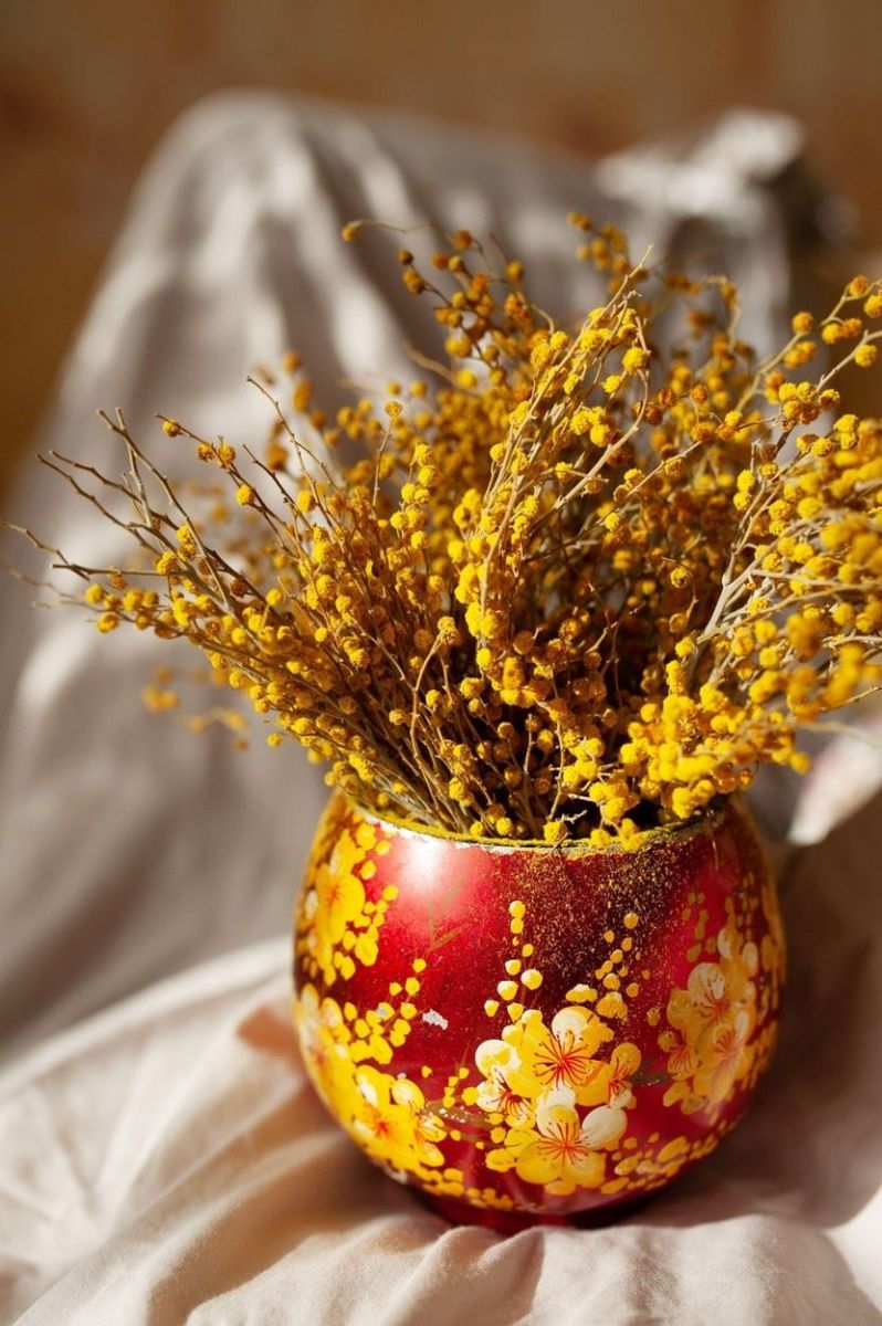 мимоза в саксия