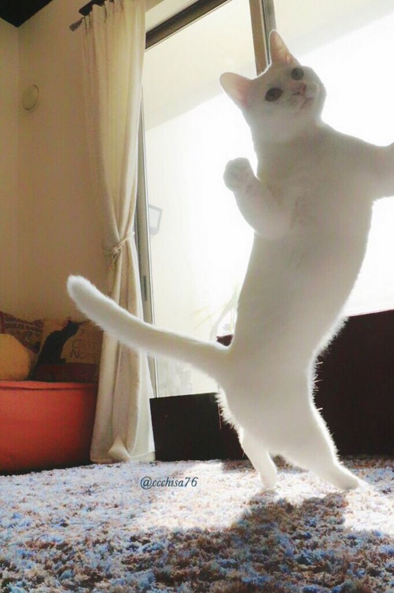 котка играе балет