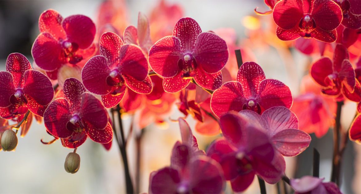 цвят на орхидеи