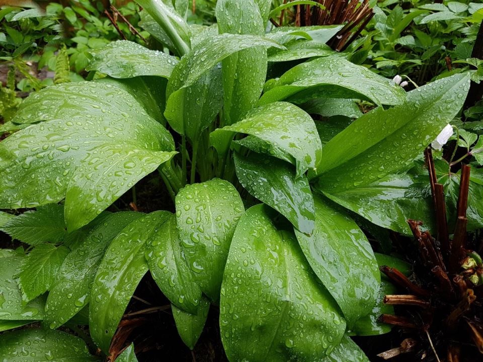 левурда в дъжда