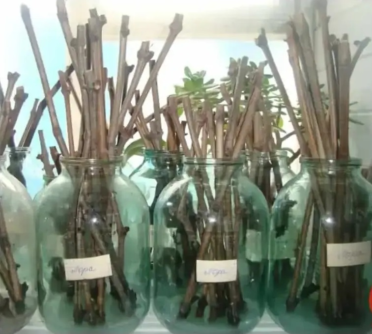 резници във вода