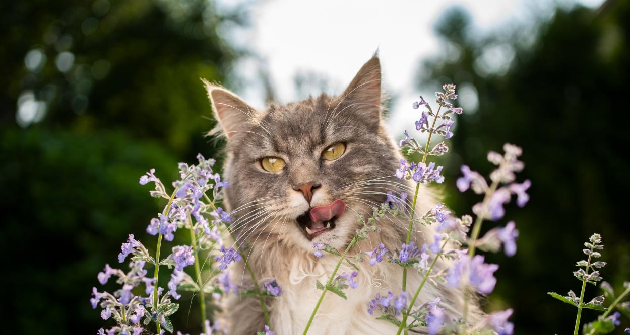 котка с котешка мента