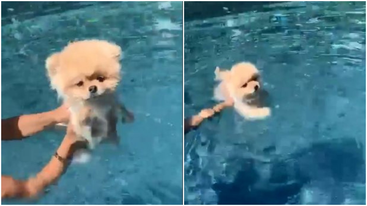 кучета във водата