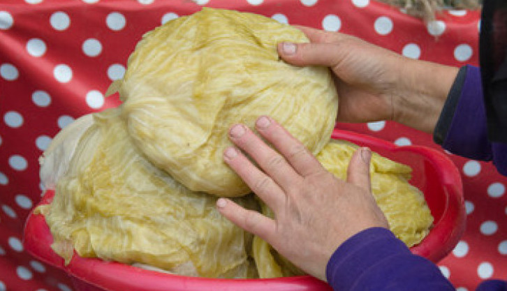 кисело зеле условия