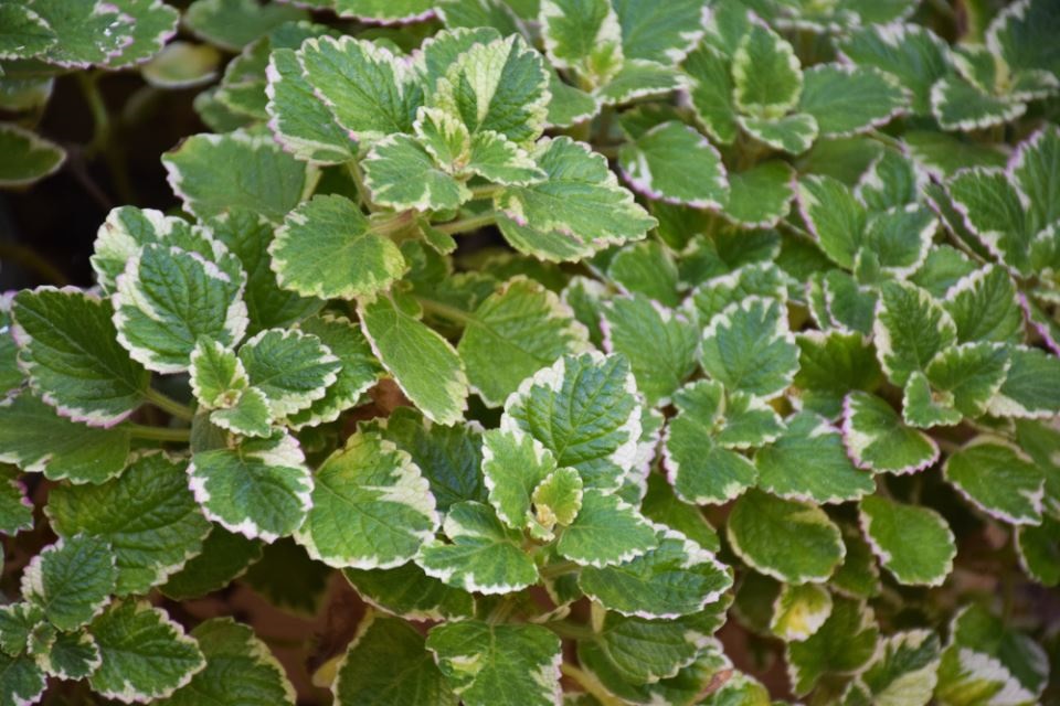 тамянче храст