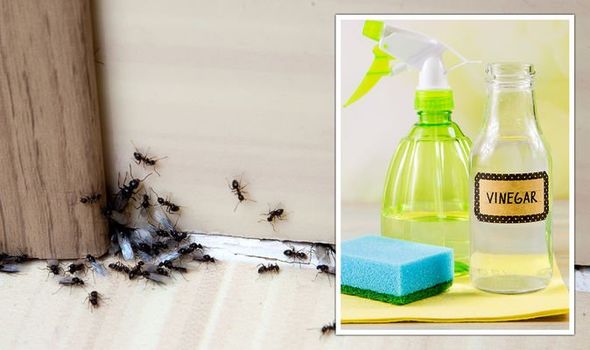 vinegar against ants