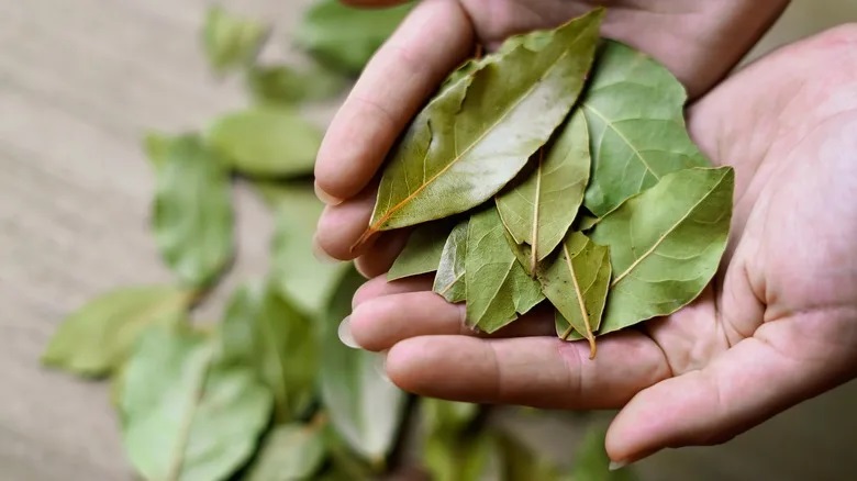 шепа дафинови листа