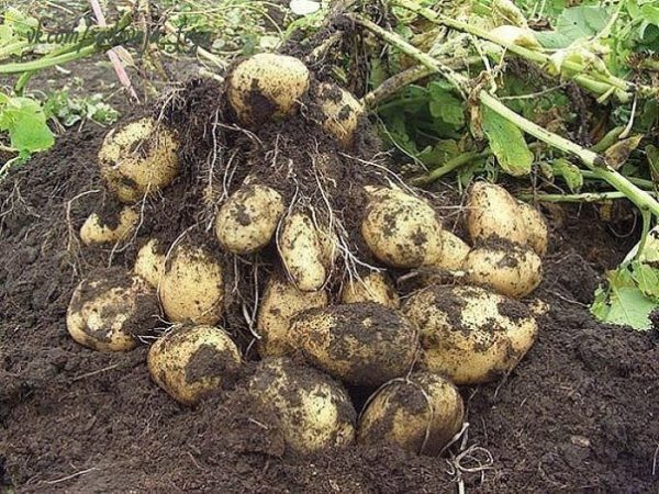 картофи в почвата