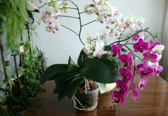 красиви орхидеи