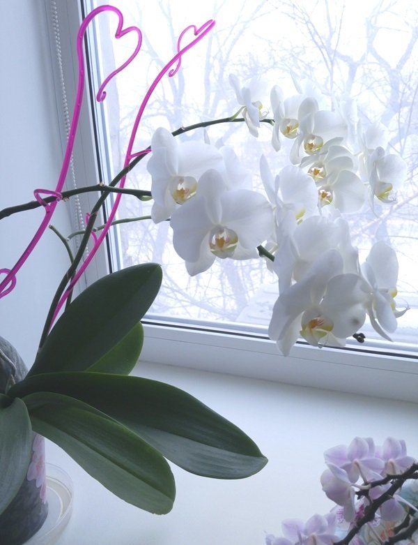 орхидея на прозореца