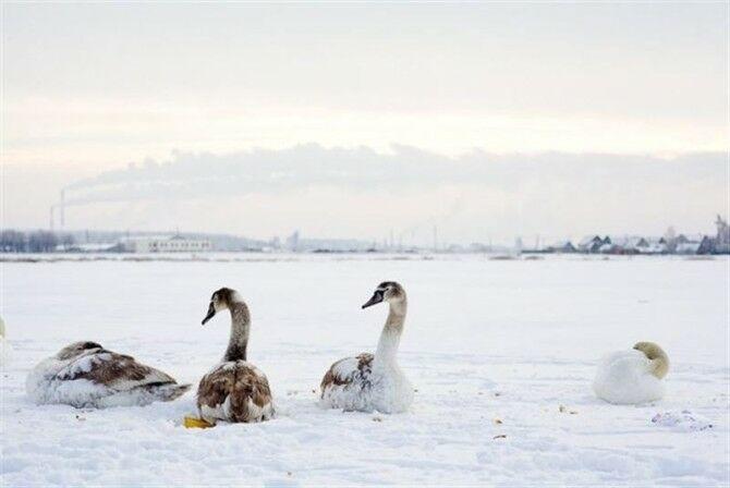 лебеди в снега