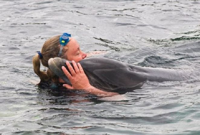 делфин прегръдка