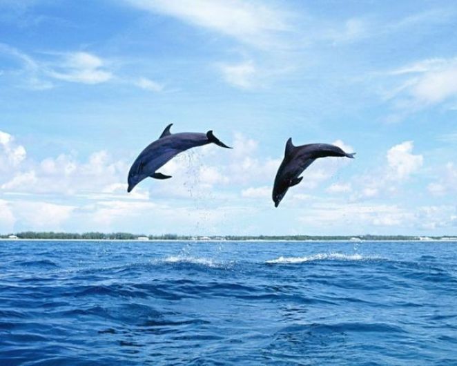 двойка делфини