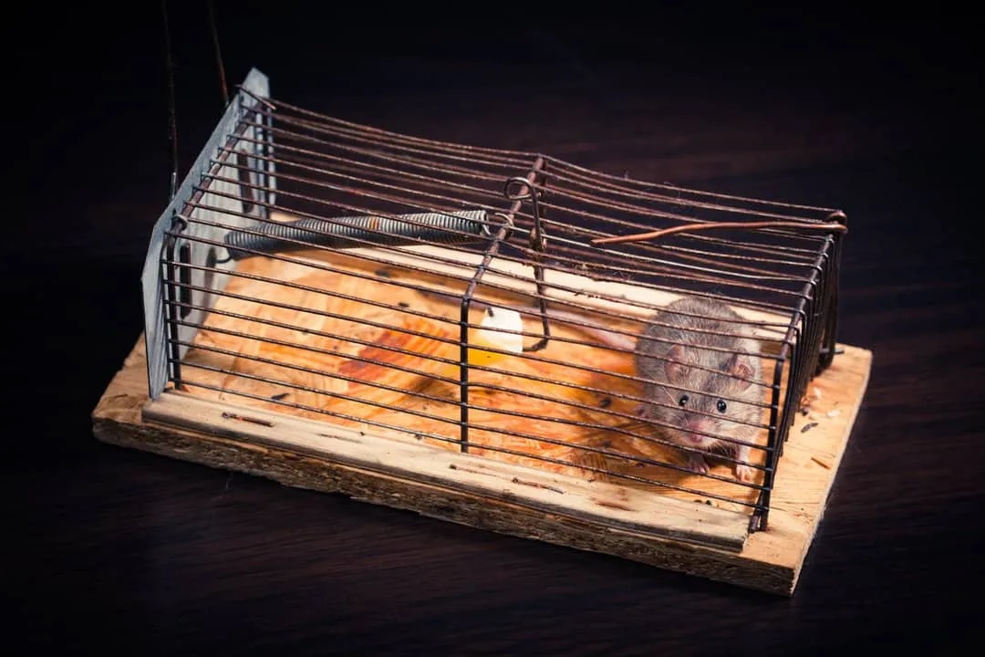 мишка в капан