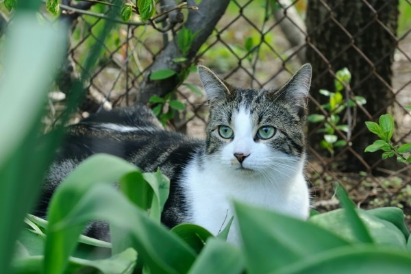 котка в градината