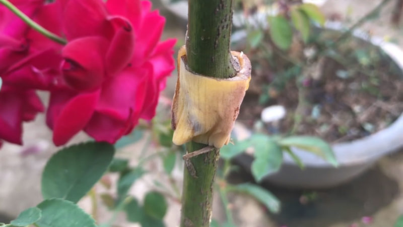 вкореняване роза с банан
