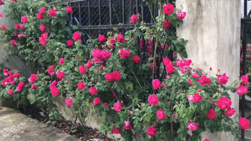 красив розов храст